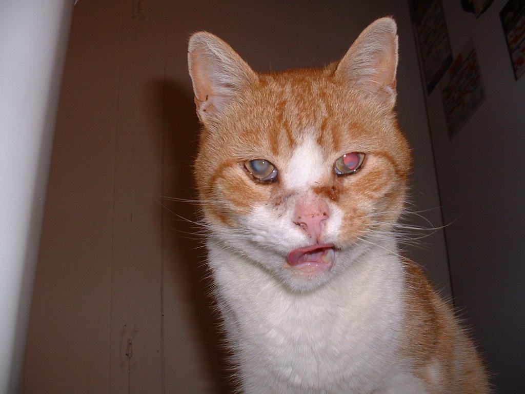 The Good, The Bad, and The Mookie World's Ugliest Cat